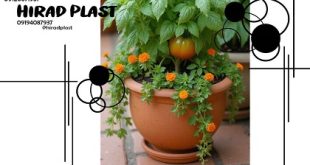 گلدان اپارتمانی