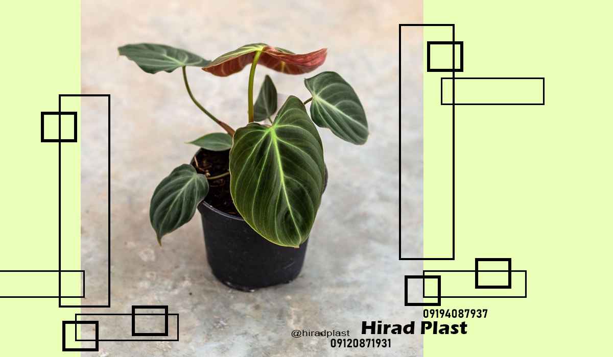 قیمت گلدان پلاستیکی