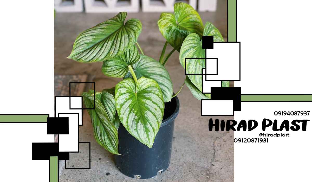 گلدان پلاستیکی ارزان