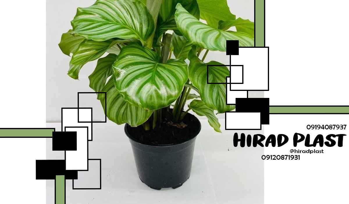 گلدان پلاستیکی سطلی