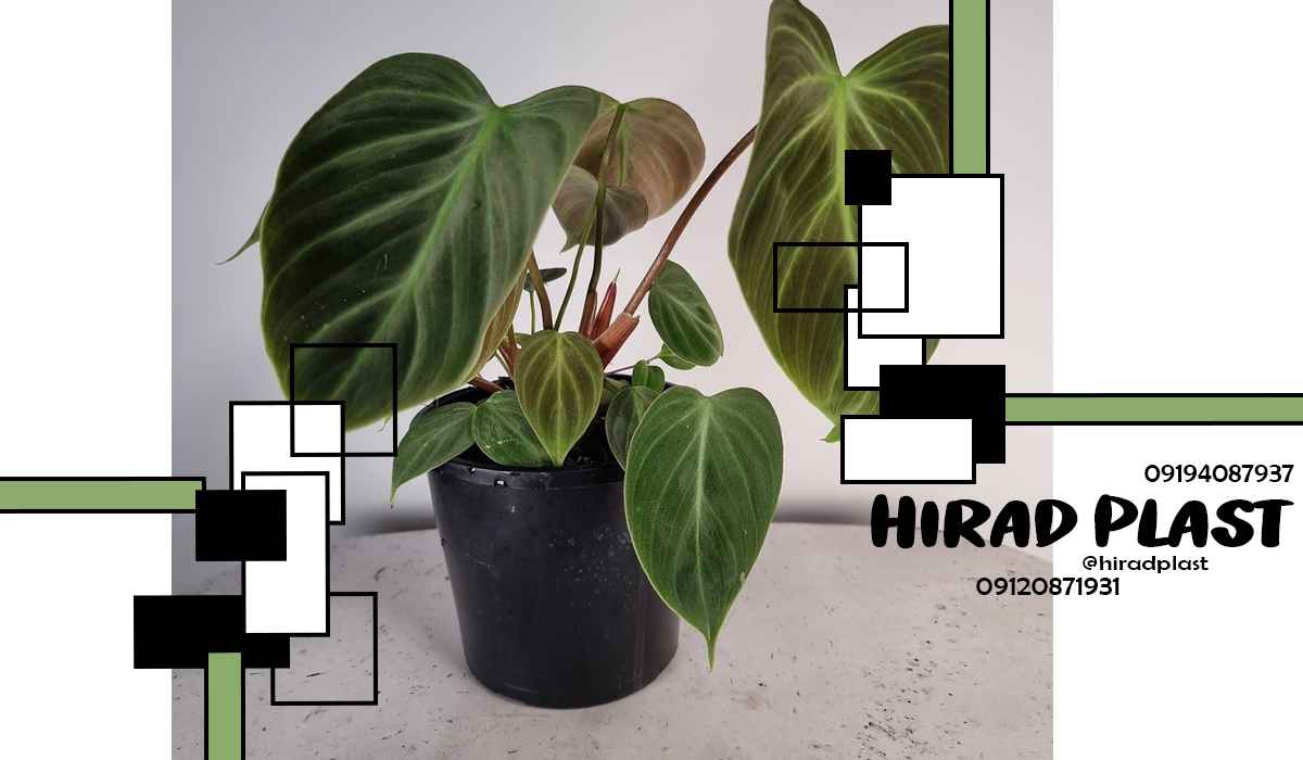 گلدان پلاستیکی مشکی