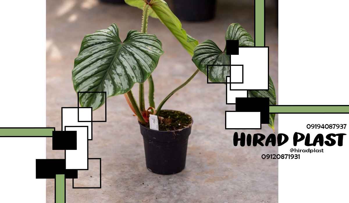 گلدان پلاستیکی نشا