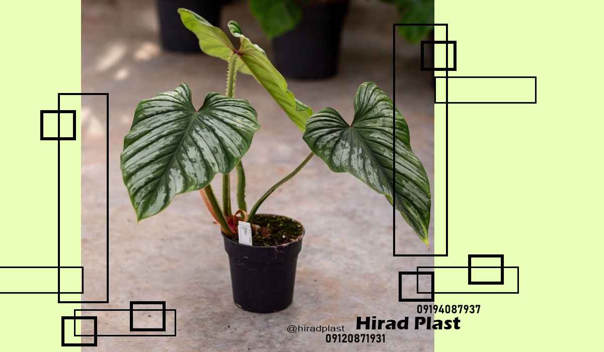 گلدان پلاستیکی ویلایی