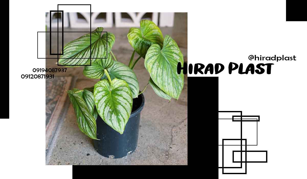 گلدان پلاستیکی کشاورزی