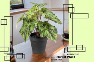 گلدان پلاستیکی گلخانه ای