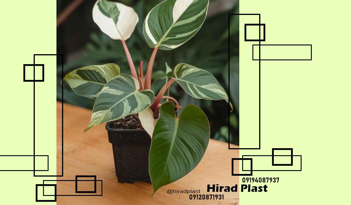 گلدان کشاورزی