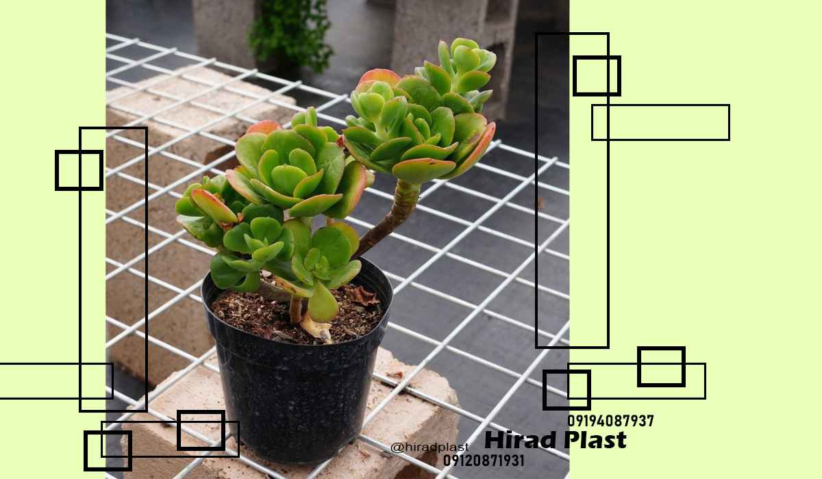 گلدان گلخانه ای