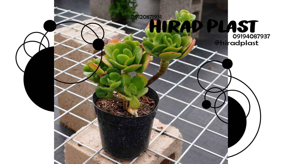 قیمت گلدان پلاستیکی