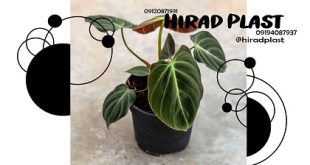 گلدان پلاستیکی مشکی