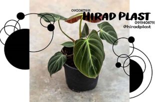 گلدان پلاستیکی مشکی