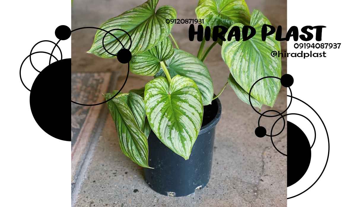 گلدان پلاستیکی کشاورزی