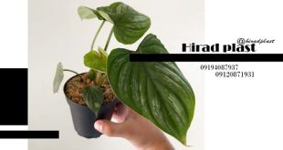 گلدان پلاستیکی