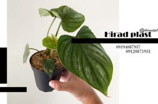 گلدان پلاستیکی