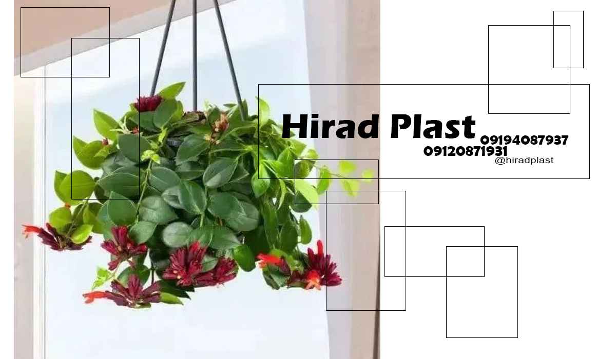 گلدان آپارتمانی